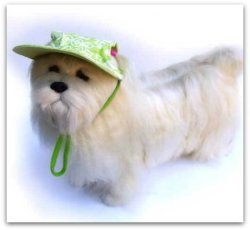 dog cool hats