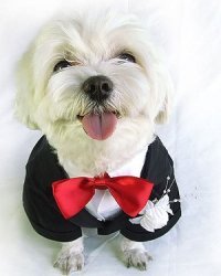 dog tuxedo