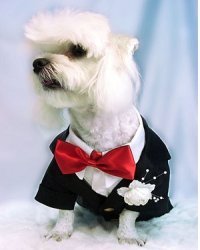 dog tuxedo