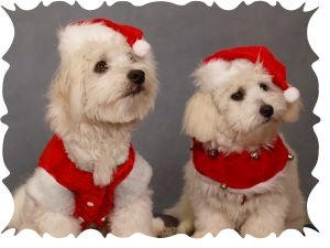 Christmas dog collars 2