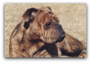 english bulldog adoption